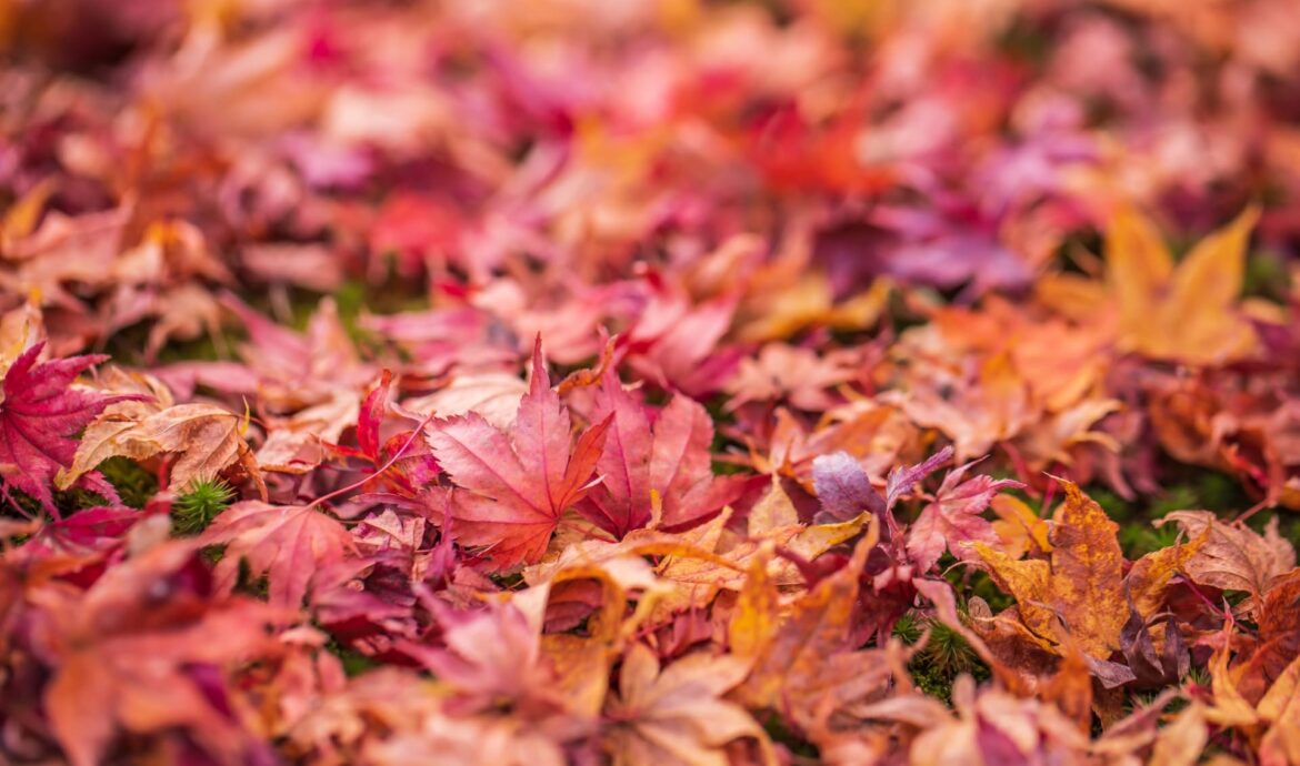 京都の東福寺は紅葉の絶景スポット？訪れるべきタイミングを解説